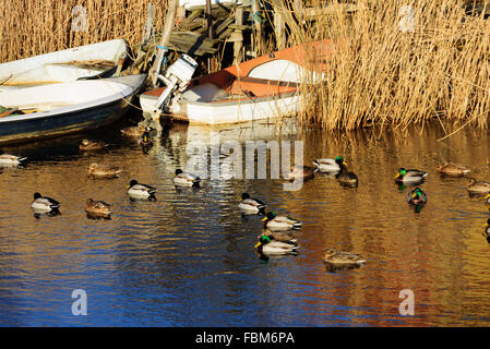 Un piccolo gregge di germani reali (Anas platyrhynchos) nuotare vicino ad alcune barche ormeggiate nei canneti vicino alla riva. Foto Stock