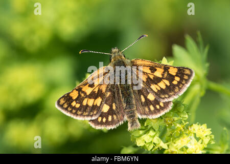 Skipper a scacchi (Carterocephalus palaemon) in appoggio sulle Pale Lady del mantello (Alchemilla xanthochlora) Fiori Foto Stock