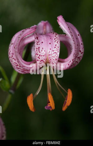 Martagon Lily (Lilium martagon) Foto Stock