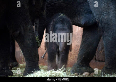 Berlino, Germania. 18 gennaio, 2016. La baby elephant, nato il giorno di Capodanno al mattino, in piedi tra le gambe dei membri della sua famiglia nel Tierpark (parco animale) di Berlino, Germania, 18 gennaio 2016. Questa mattina, l'elefante asiatico è stato dato il nome di Edgar. Foto: Klaus-Dietmar Gabbert/dpa/Alamy Live News Foto Stock