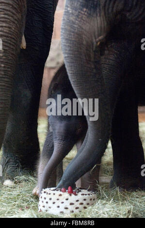 Berlino, Germania. 18 gennaio, 2016. La baby elephant, nato il giorno di Capodanno al mattino, in piedi tra le gambe dei membri della sua famiglia nel Tierpark (parco animale) di Berlino, Germania, 18 gennaio 2016. Questa mattina, l'elefante asiatico è stato dato il nome di Edgar. Foto: Klaus-Dietmar Gabbert/dpa/Alamy Live News Foto Stock