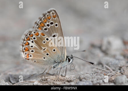 Brown Argus (Aricia agestis) getting minerali da un tracciato umido Foto Stock