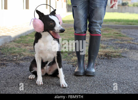 Donna con cane rosa da indossare cuffie antirumore Foto Stock