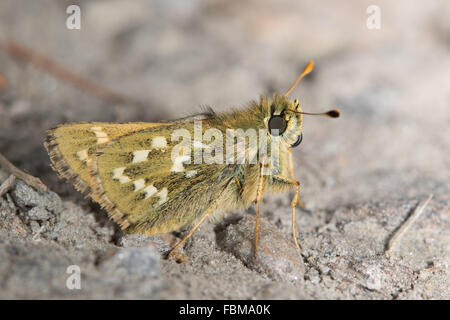 Argento-spotted Skipper (Hesperia virgola) Foto Stock