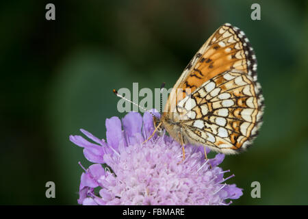 Falso Heath Fritillary (Melitaea diamina) alimentazione su un campo Scabious (Knautia arvense) fiore Foto Stock