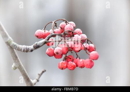 Smerigliati montagna rossa di bacche di cenere sul ramo Foto Stock