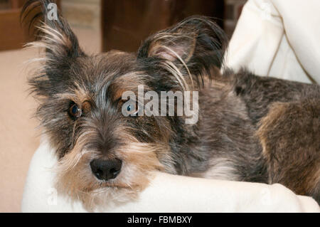 Cane che stabilisce in un cestello di cane Foto Stock