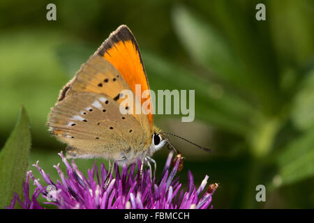 Scarsità di rame (Lycaena virgaureae) Foto Stock