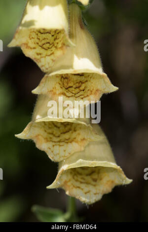 Grande giallo Foxglove (Digitalis grandiflora) Fiori Foto Stock