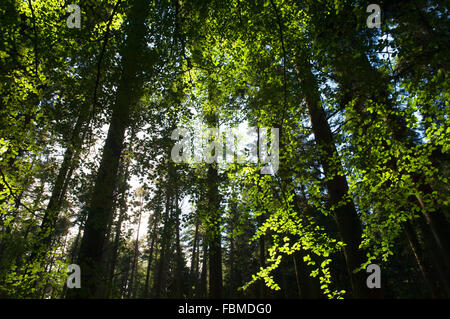 Tirebagger passeggiata nella foresta - vicino a Aberdeen, Scozia, Regno Unito. Foto Stock