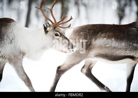 Due renne, Lapponia, Finlandia Foto Stock