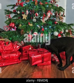 Cane guardando sotto albero di Natale Foto Stock