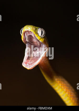 Gatto verde serpente (Boiga cyanea) con la bocca aperta, Langkawi, Malesia Foto Stock