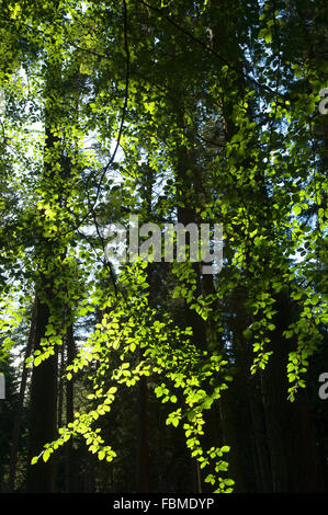 Backlit faggio sul Tirebagger passeggiata nella foresta - vicino a Aberdeen, Scozia, Regno Unito. Foto Stock