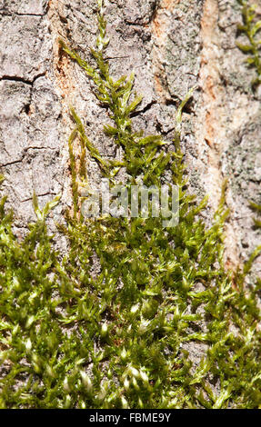 Moss a copertura di corteccia di albero sotto la luce diretta del sole Foto Stock