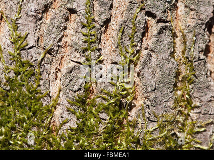 Moss a copertura di corteccia di albero sotto la luce diretta del sole Foto Stock