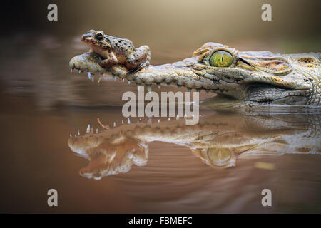 Rana seduto su un coccodrillo muso, isole Riau, INDONESIA Foto Stock