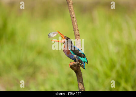 Kingfisher bird pescare un pesce Foto Stock