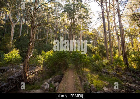 La base del poema epico passeggiate a piedi e in bicicletta la via denominata Delatite River Trail vicino Mirimbah, Mt Buller in Victoria, Australia Foto Stock