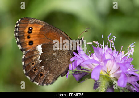 Arran marrone (Erebia ligea) alimentazione su un campo di fiori Scabious Foto Stock