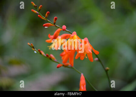 Delicato giallo arancio fiori con gocce di pioggia nella foresta di Ecuador con fuori fuoco sfondo. Primo piano. Foto Stock