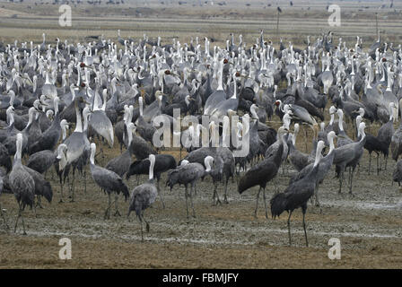 Gregge misti incappucciati gru e bianco-naped Crane alimentando il Giappone Foto Stock