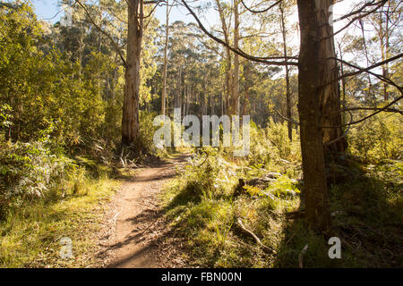 La base del poema epico passeggiate a piedi e in bicicletta la via denominata Delatite River Trail vicino Mirimbah, Mt Buller in Victoria, Australia Foto Stock