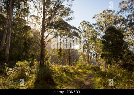 La base del poema epico passeggiate a piedi e in bicicletta la via denominata Delatite River Trail vicino Mirimbah, Mt Buller in Victoria, Australia Foto Stock