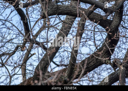 Tangled rami senza foglie Foto Stock
