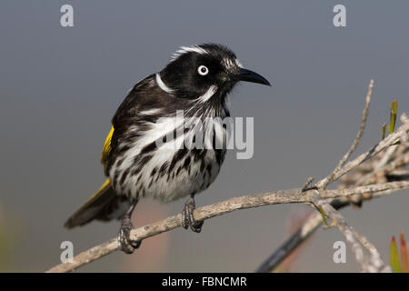 New Holland Honeyeater (Phylidonyris novaehollandiae) su un ramo di morti Foto Stock