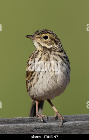 Australasian Pipit (Anthus novaeseelandiae) appollaiato sulla recinzione di legno Foto Stock