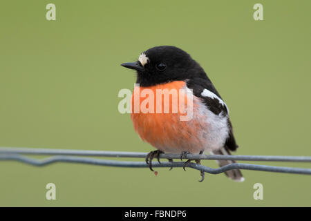 Voce maschile Scarlet Robin (Petroica boodang) appollaiato su un recinto di filo Foto Stock