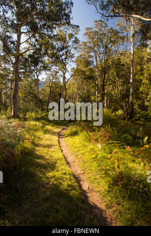 La base del poema epico passeggiate a piedi e in bicicletta la via denominata Delatite River Trail vicino Mirimbah, Mt Buller in Victoria, Australia Foto Stock