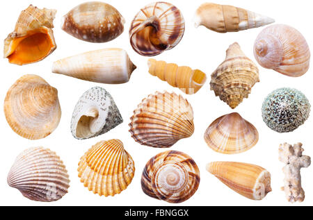Set di mollusco diversi serbatoi isolati su sfondo bianco Foto Stock