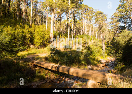 La base del poema epico passeggiate a piedi e in bicicletta la via denominata Delatite River Trail vicino Mirimbah, Mt Buller in Victoria, Australia Foto Stock