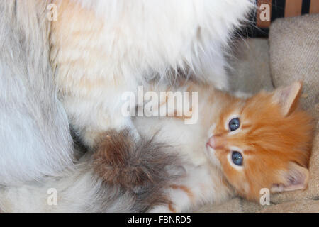 Piccolo divertente gattino con occhi azzurri vicino alla sua madre Foto Stock