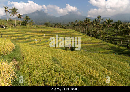Il Jatiluwih terrazze di riso, patrimonio mondiale dell UNESCO a Bali, Indonesia Foto Stock