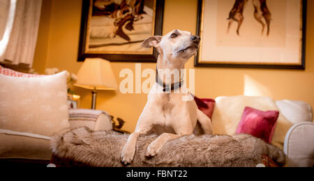 Whippet godersi la loro vacanza presso il Whippet Hotel nel West Sussex, Regno Unito. Foto Stock