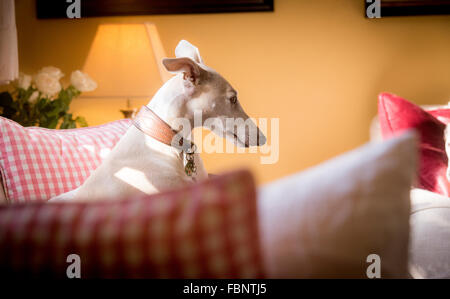 Whippet godersi la loro vacanza presso il Whippet Hotel nel West Sussex, Regno Unito. Foto Stock