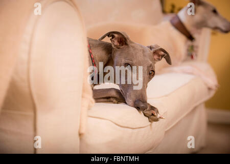 Whippet godersi la loro vacanza presso il Whippet Hotel nel West Sussex, Regno Unito. Foto Stock