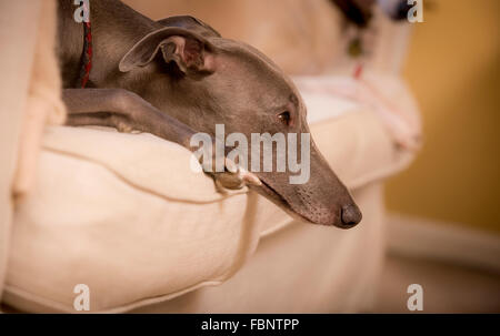 Whippet godersi la loro vacanza presso il Whippet Hotel nel West Sussex, Regno Unito. Foto Stock