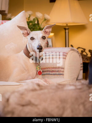 Whippet godersi la loro vacanza presso il Whippet Hotel nel West Sussex, Regno Unito. Foto Stock