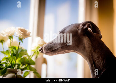 Whippet godersi la loro vacanza presso il Whippet Hotel nel West Sussex, Regno Unito. Una valutazione guarda fuori dalla finestra. Foto Stock