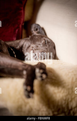 Whippet godersi la loro vacanza presso il Whippet Hotel in West Sussex. Un cane snoozes su un divano. Foto Stock