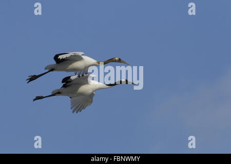 Rosso-incoronato gru in volo grus japonensis Foto Stock