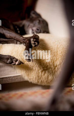 Whippet godersi la loro vacanza presso il Whippet Hotel in West Sussex. Un cane snoozes su un divano. Foto Stock