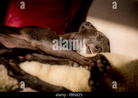 Whippet godersi la loro vacanza presso il Whippet Hotel nel West Sussex, Regno Unito.Un cane snoozes su un divano. Foto Stock