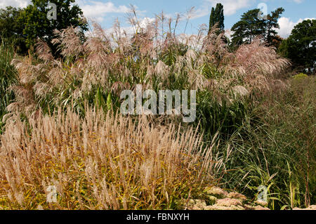 MISCANTHUS SINENSIS Roland con il miscanto OLYGOSTACHYUS NANUS VARIEGATUS Foto Stock