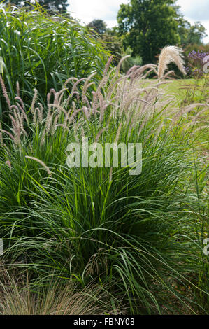 PENNISETUM SETACEUM crescente nell'erba confine ad RHS Wisley giardino Foto Stock