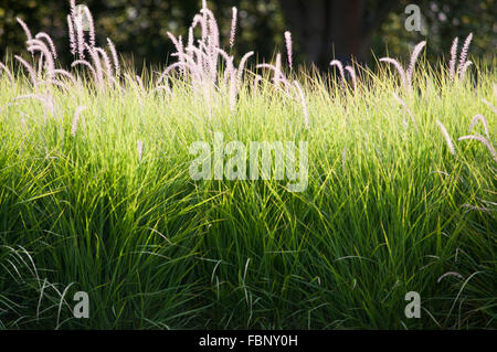 PENNISETUM ORIENTALE SHOGUN Foto Stock